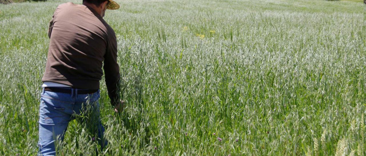 Productor de cereales de Bocairent. |Juani Ruz