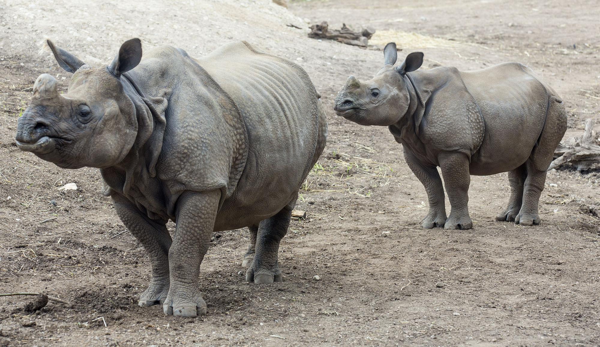 En Terra Natura trabajan en pro del bienestar físico y emocional de los animales.