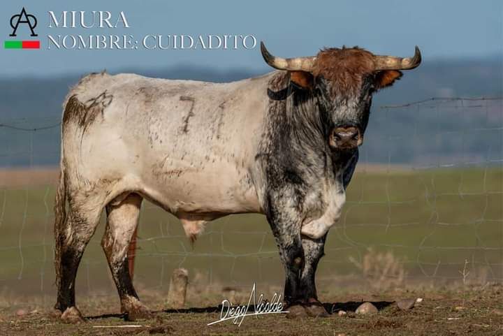 Los toros del Concurso Goyesco de Recortes de València
