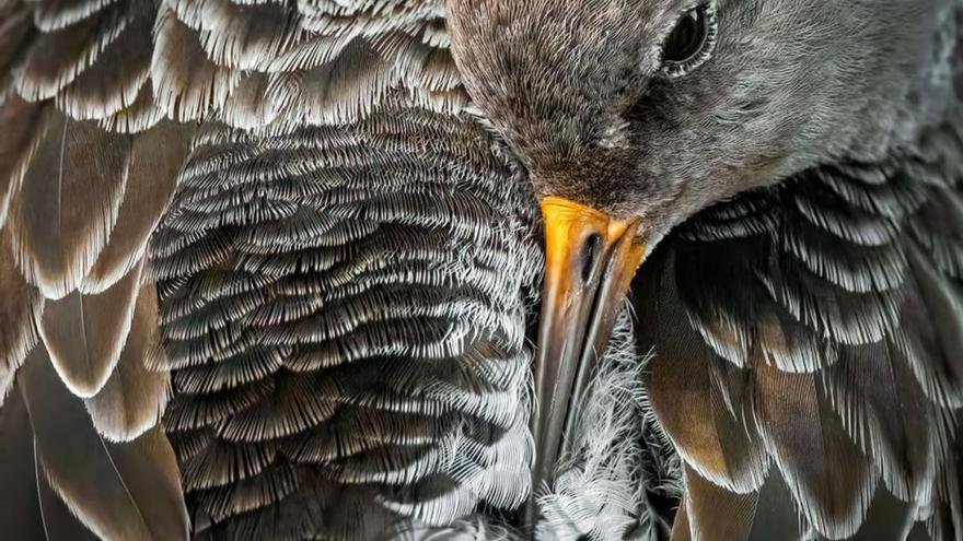 El correlimos oscuro se luce en el pedreru de Gijón