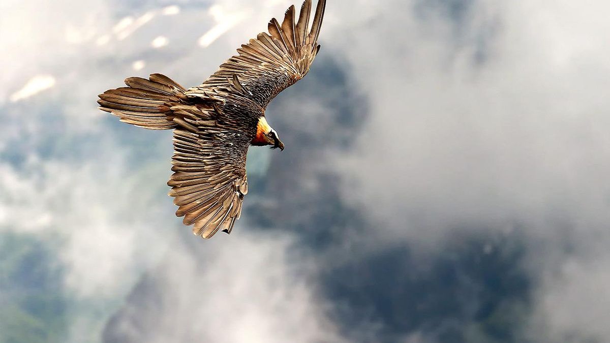Un quebrantahuesos sobrevolando los cielos españoles