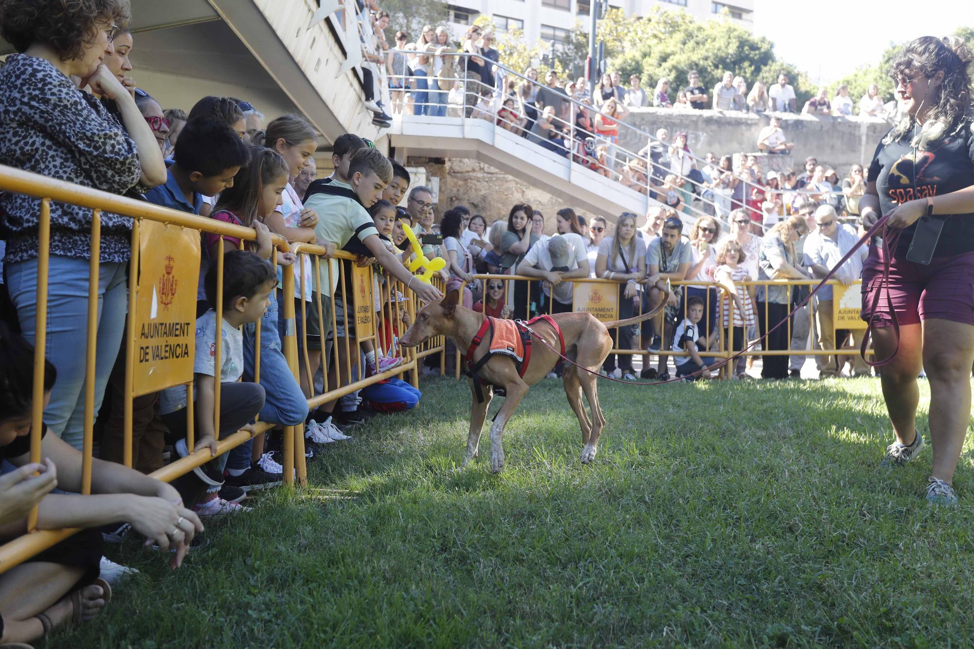 La Feria Animalista de València, en imágenes