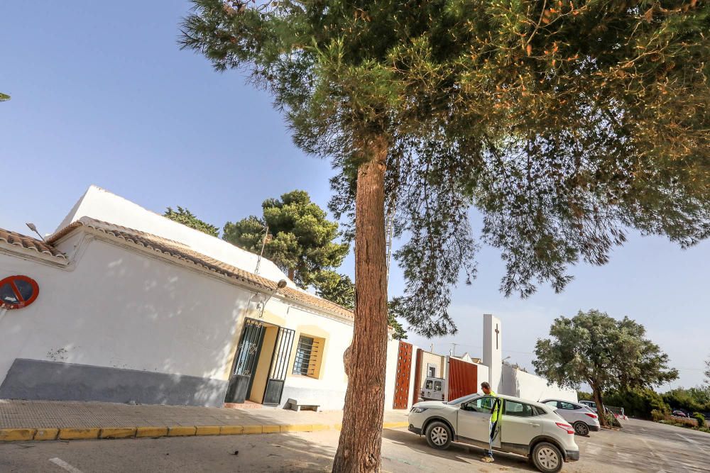 Torrevieja intenta paralizar la tala de sus árboles centenarios en el cementerio