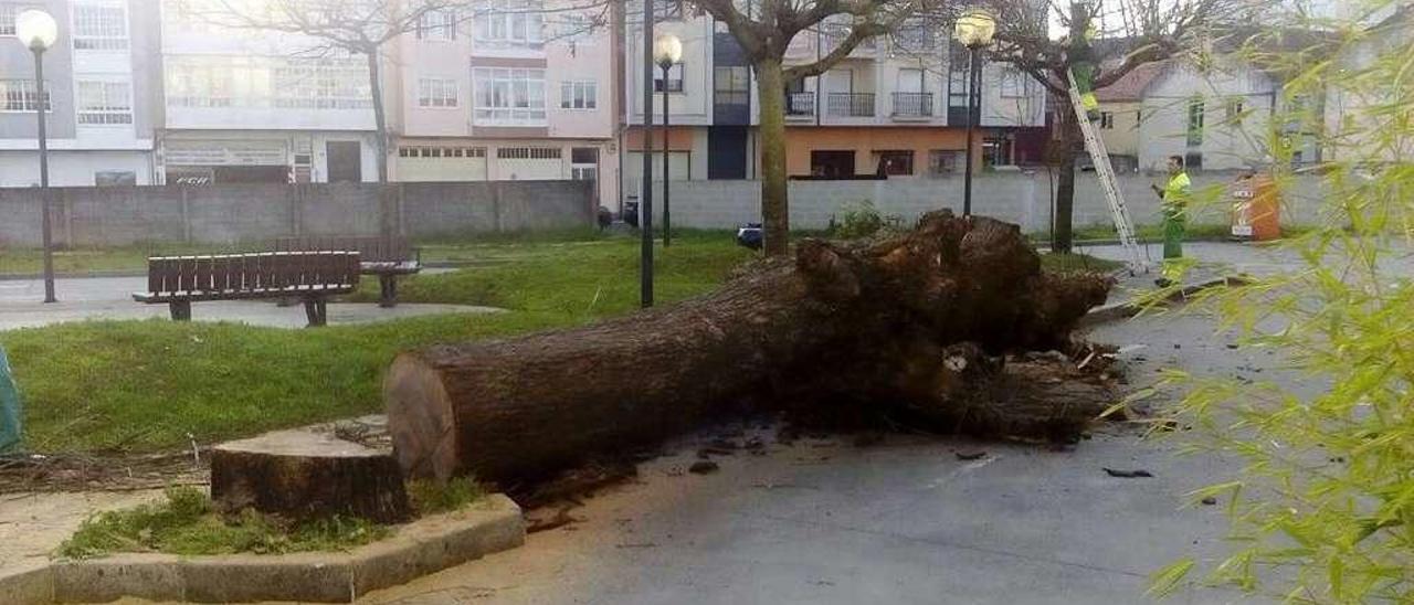 El ejemplar recién talado, ayer por la mañana, en la Praza da Feira Vella de Silleda.