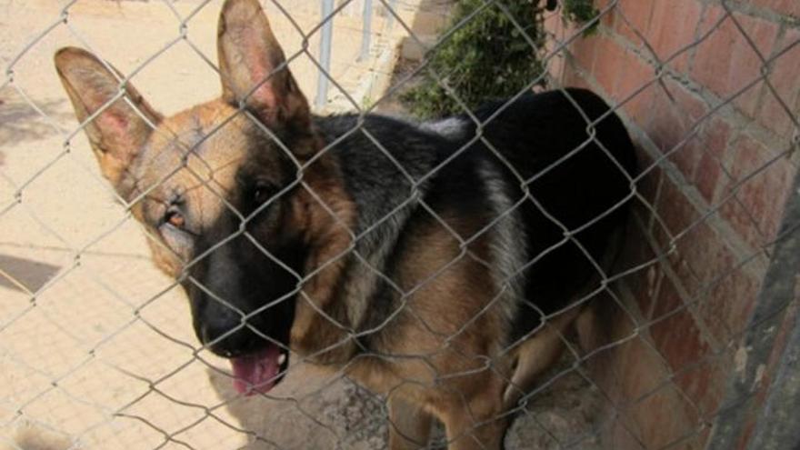 Imagen de archivo de un perro en un centro de acogida para animales