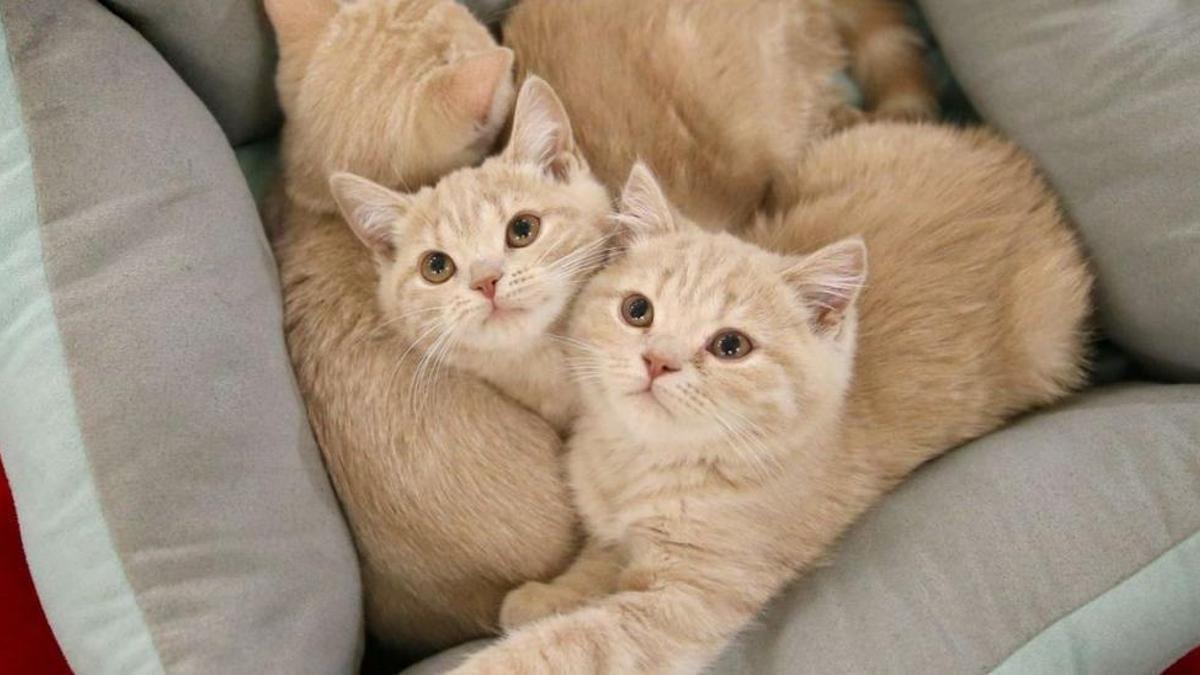 Dos gatos domésticos entre cojines