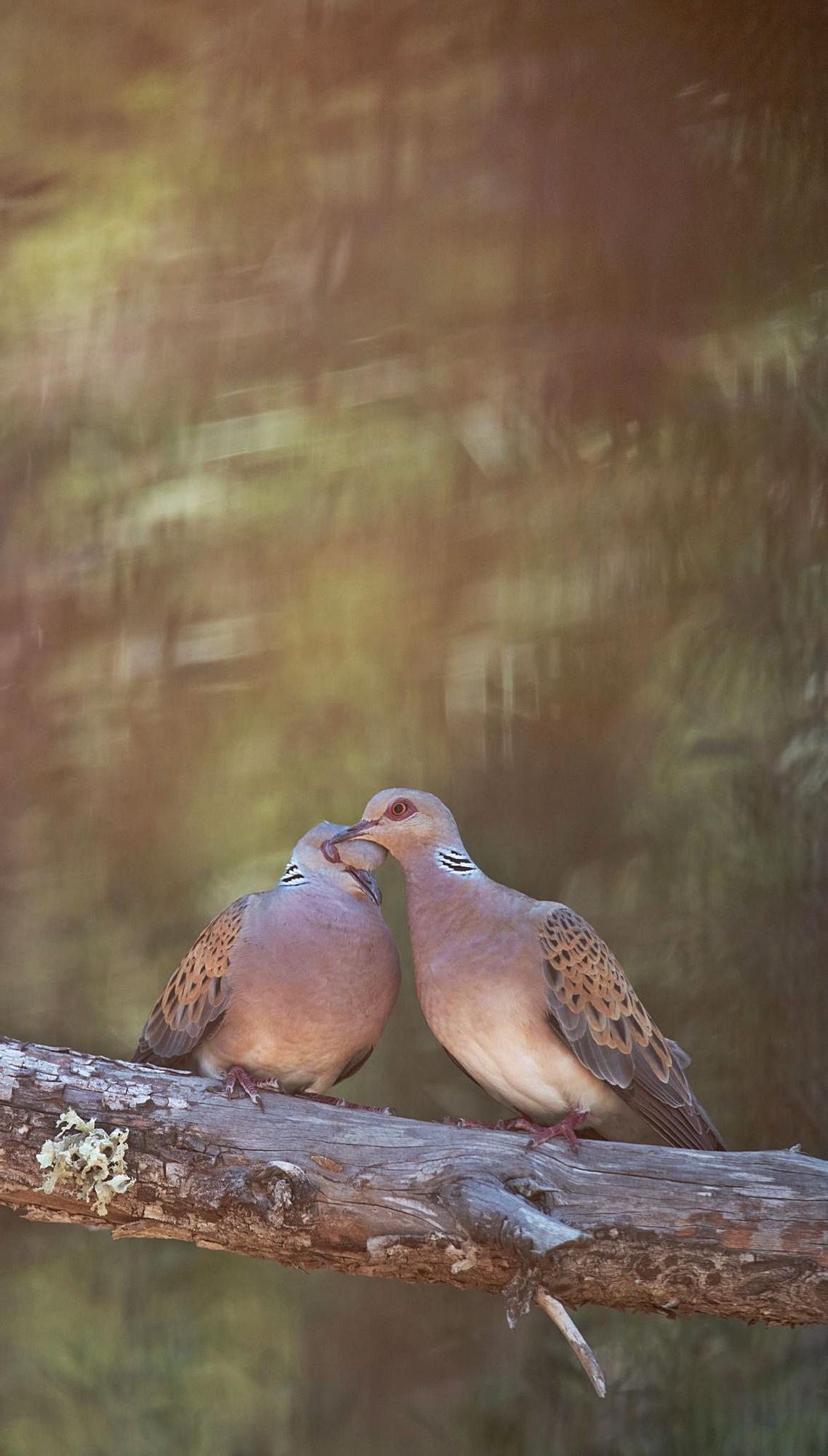 Pareja de tórtolaseuropeas en un pinoen Sant Rafel. 