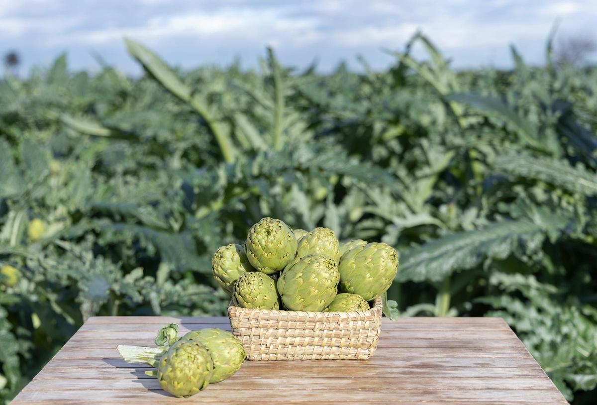 Se ha incrementado la superficie de plantación en torno a un 10 %, incorporando unas 200 hectáreas más, lo que sitúa alrededor de las 2.500 hectáreas en la comarca.
