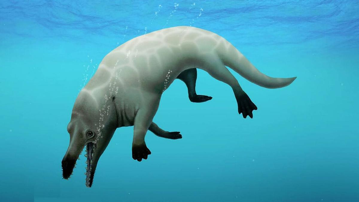 Una ballena de 4 patas fosilizada en un hallazgo sin precedentes en Egipto