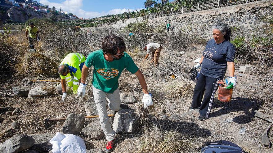 Voluntarios erradican los rabos de gato en el barranco Guiniguada