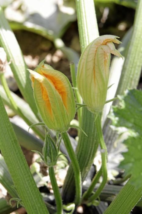 Mit den tiefgrünen Zucchini der Sorte carbassó negre beliefert die Familie Pascual Supermärkte und Gemüseläden der Insel. Die geöffneten Blüten sind für den Gourmet-Markt bestimmt, wie auch das zarte Baby-Format der Frucht.