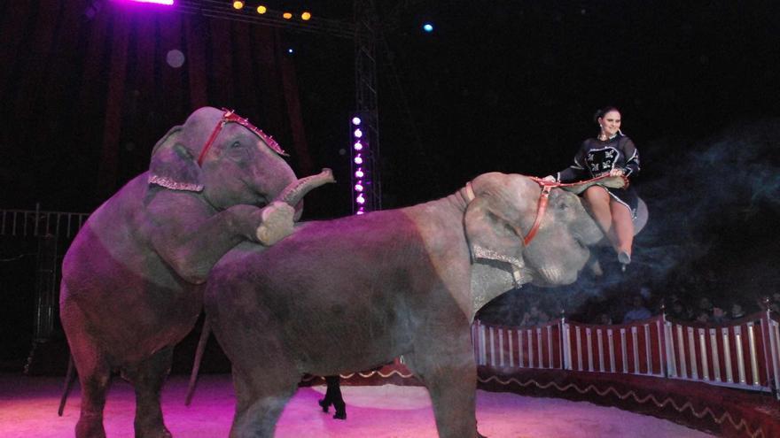 El Ayuntamiento de València ultima su escudo judicial contra los circos con animales