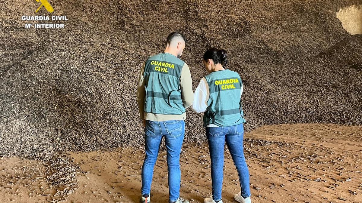 Agentes de la Guardia Civil, delante de las algarrobas