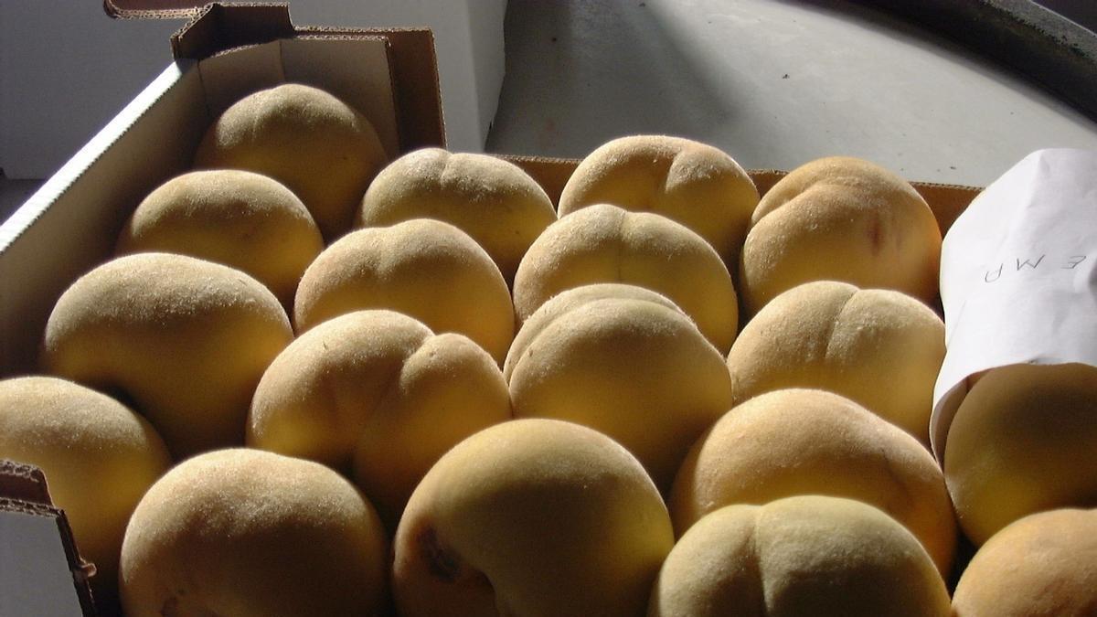 UAGA-COAG vuelve a alertar de prácticas comerciales "deshonestas" en la comercialización de la fruta