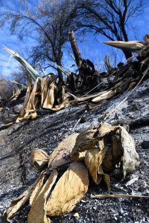 15-10-19 SUPLEMENTOS. ZONA CUMBRERA. ZONA CUMBRERA. Reportaje zonas quemadas tras dos meses. Reportaje triple entrega sobre el paisaje quemado, al cumplirse dos meses. La primera parte será Los tesosos de la Cumbre, en plan más positivo, con los brotes verdes, lugares que visitar. Un segundo con los héroes sin capa, sus protagonistas y una tercera con Lo que el fuego se llevó o Lo perdido, la parte más triste.  Fotos: Juan Castro.  | 15/10/2019 | Fotógrafo: Juan Carlos Castro