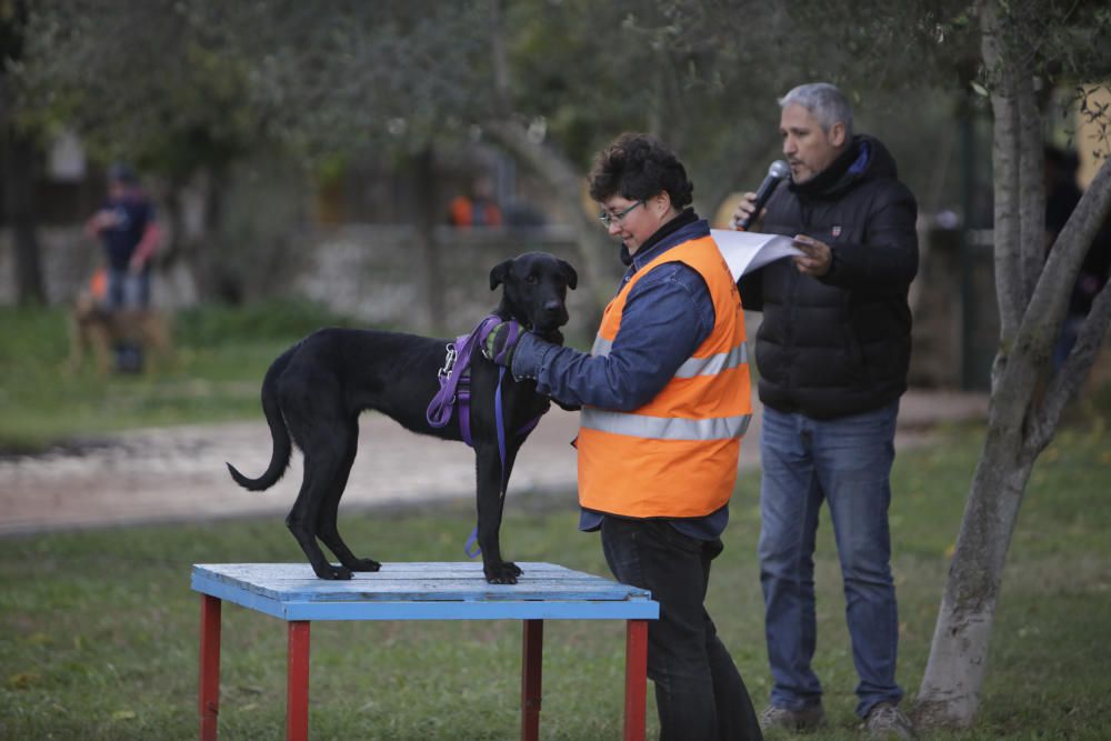 Wer rettet einen Hund aus Son Reus vor dem Tod?