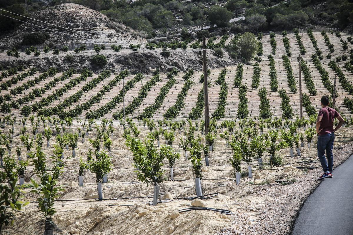 Campos de cultivo en la Vega Baja cercanos a Sierra Escalona, una zona de gran valor ambiental.