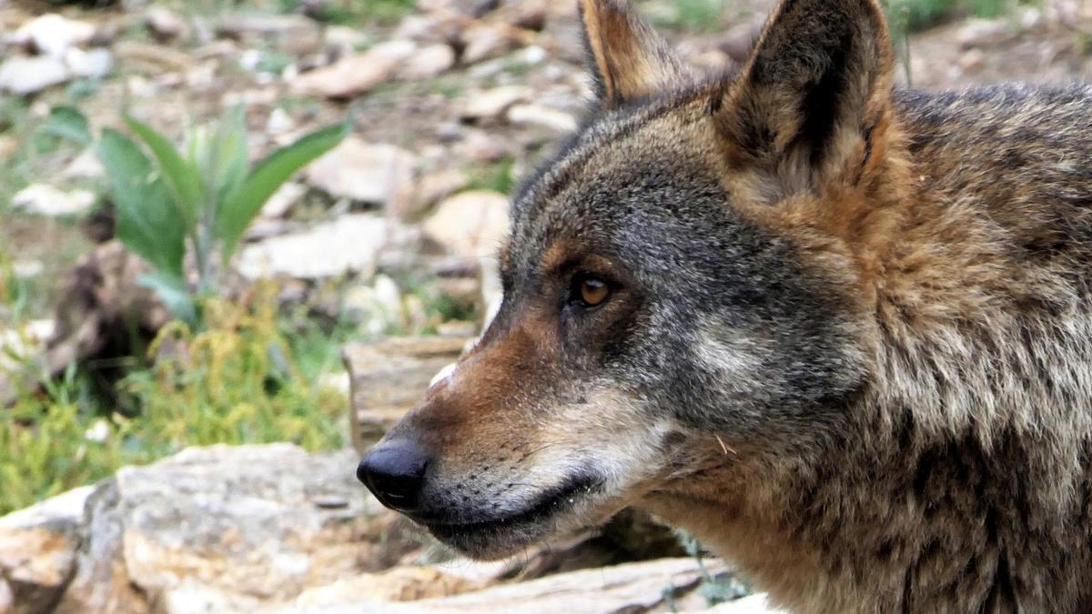 Un lobo en el Centro del Lobo Ibérico de Robledo