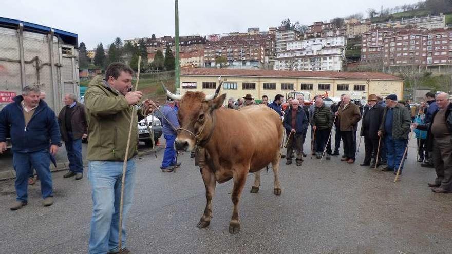 Patricio Garrido, con su vaca &quot;Perla&quot;.