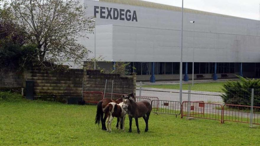 Los tres caballos capturados permanecen desde el sábado en el recinto exterior de Fexdega.