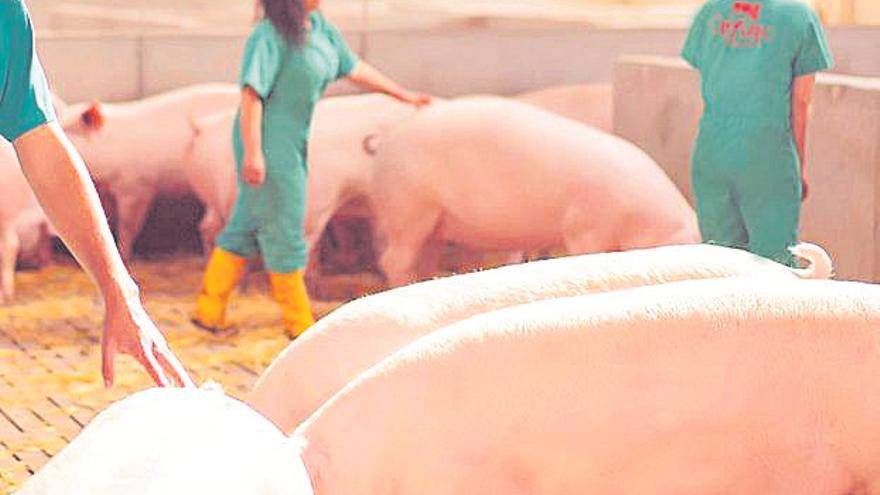 El Pozo Alimentación y Cefusa miden el bienestar animal con ClearFarm