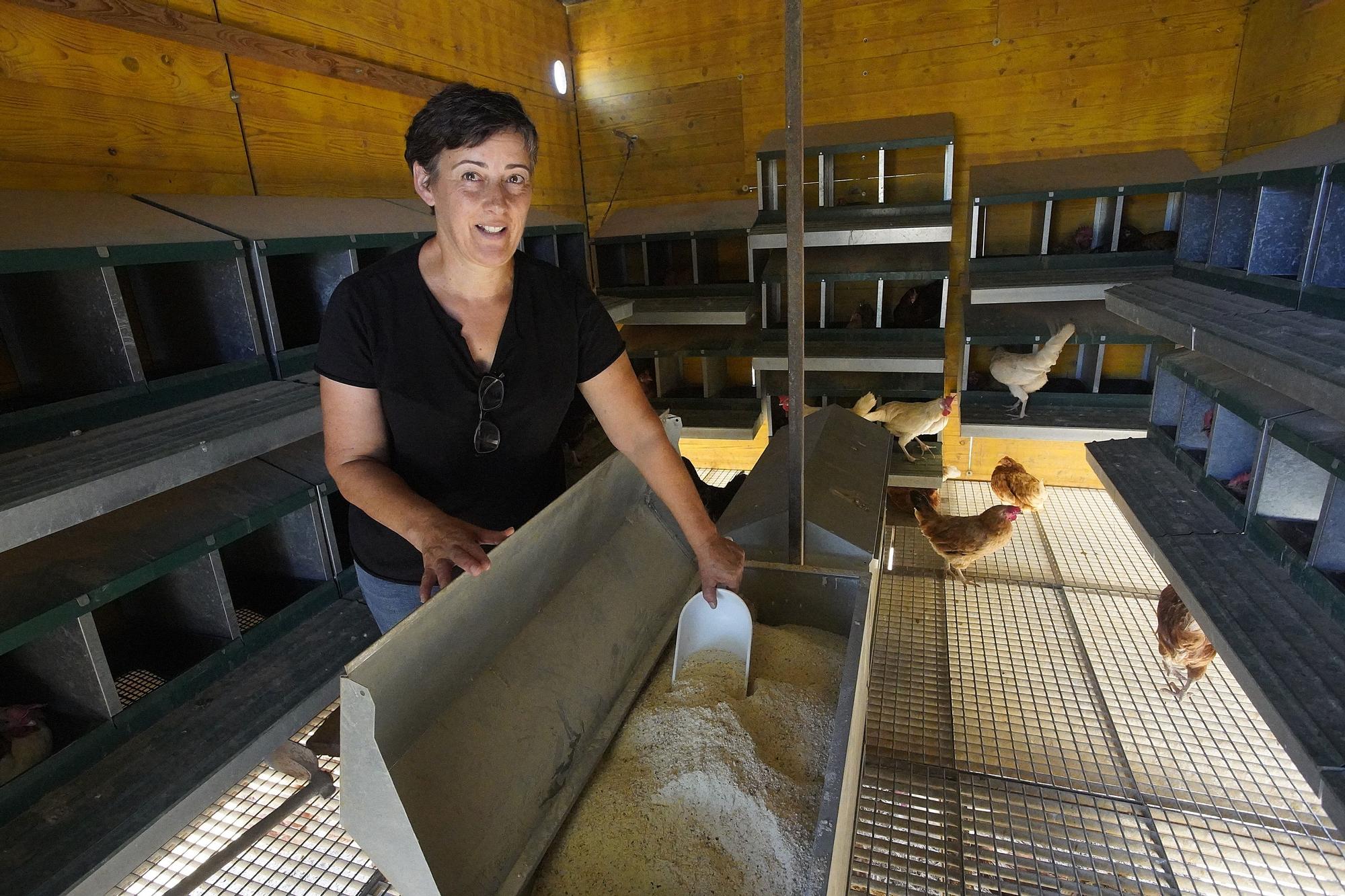 "Gallines Felices" a Casavells