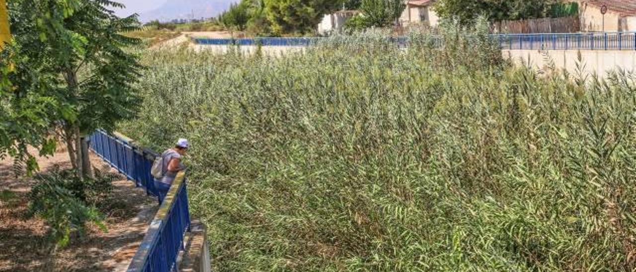 Un extenso cañaveral se extiende por el cauce del río Segura a su paso por el municipio de Benejúzar, lo que puede provocar taponamientos si llueve con intensidad.