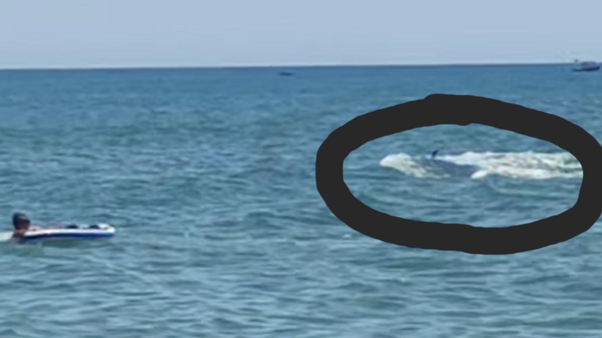 El cetáceo avistado en Antillas (Huelva) este miércoles
