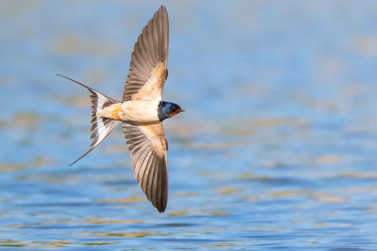 Una golondrina en pleno vuelo