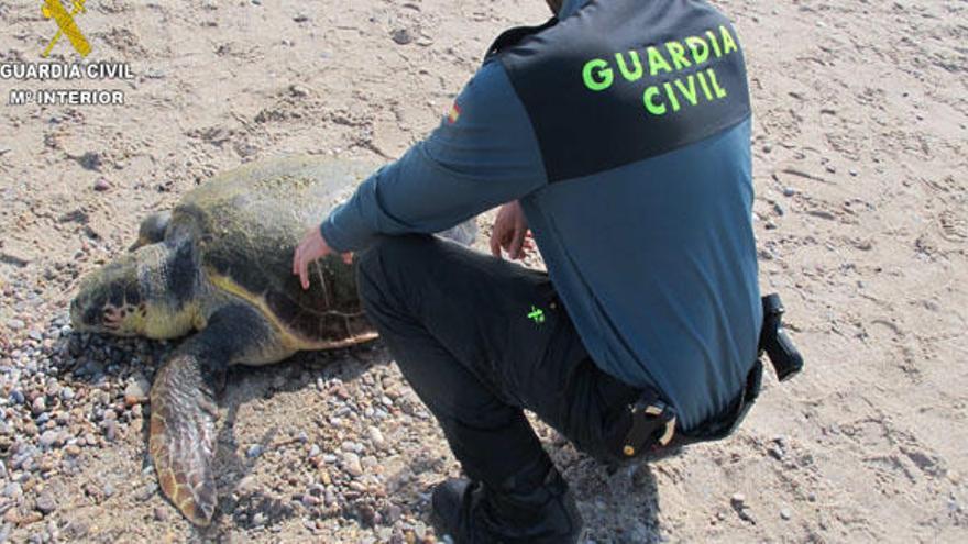 La tortuga encontrada en la playa de El Saler.