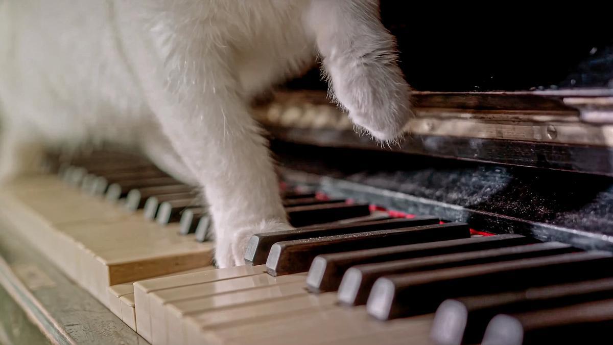 SPOTIFY MASCOTAS | Así es la música ideal para tu perro o gato, según Spotify