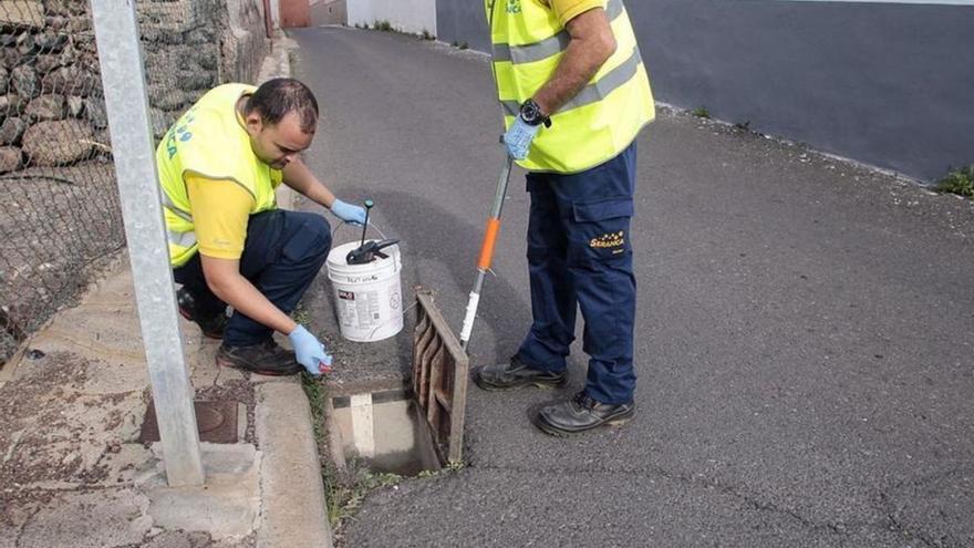 Operarios del servicio municipal contra las plagas de Santa Cruz de Tenerife, en plena faena.