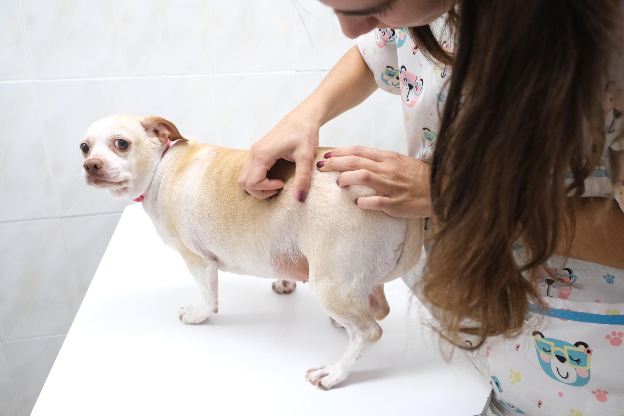 Aumentan las atenciones a perros con garrapatas