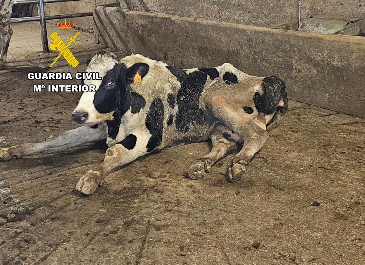 Una de las vacas maltratadas.