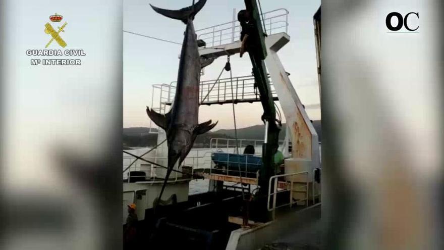 La Guardia Civil incauta un pez espada, un atún rojo y un atún patudo en Corme