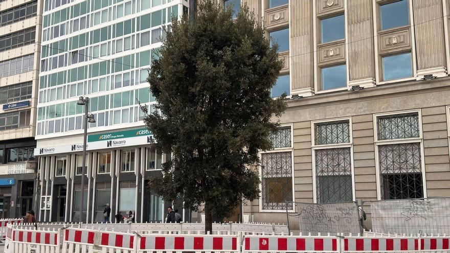 Una encina sustituye al metrosidero del Obelisco