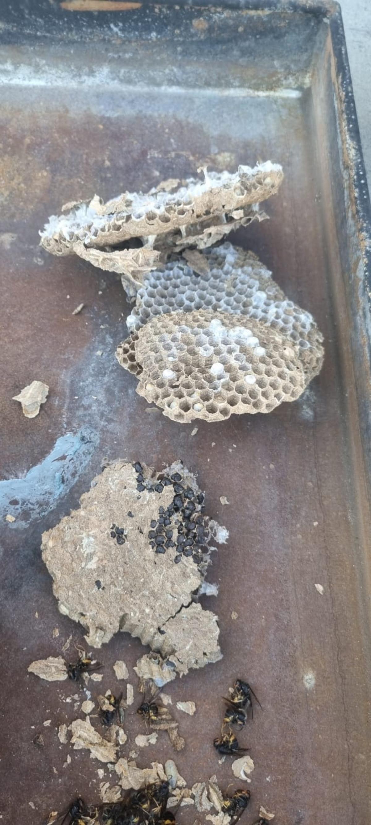 Nido de avispa asiática encontrado en Villabrázaro