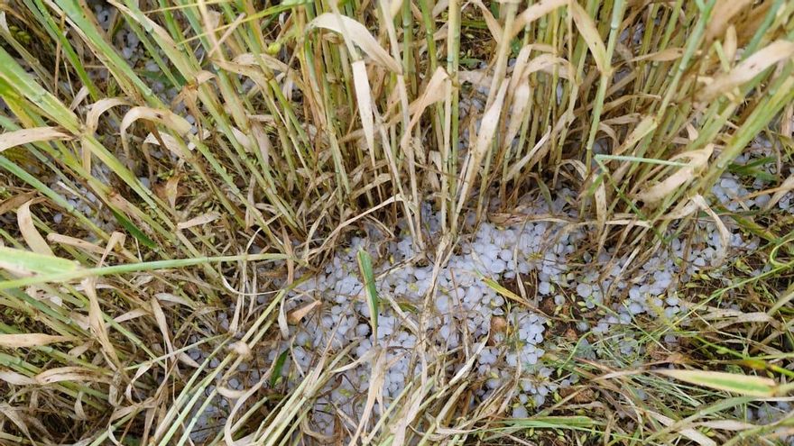 El granizo produce pérdidas de hasta el 80% en el secano de Calamocha