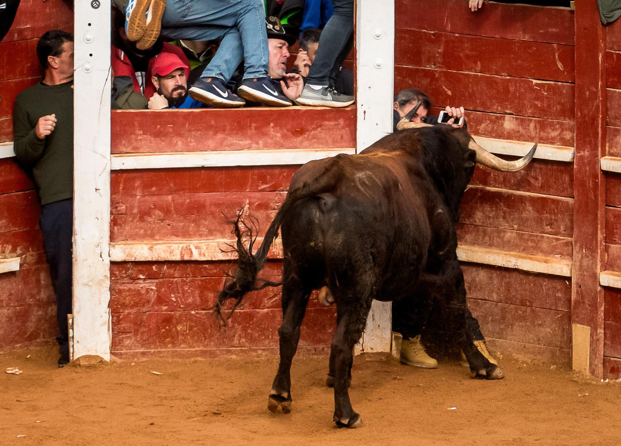 GALERÍA: El martes de Carnaval del Toro en Ciudad Rodrigo se salda con siete intervenciones sanitarias