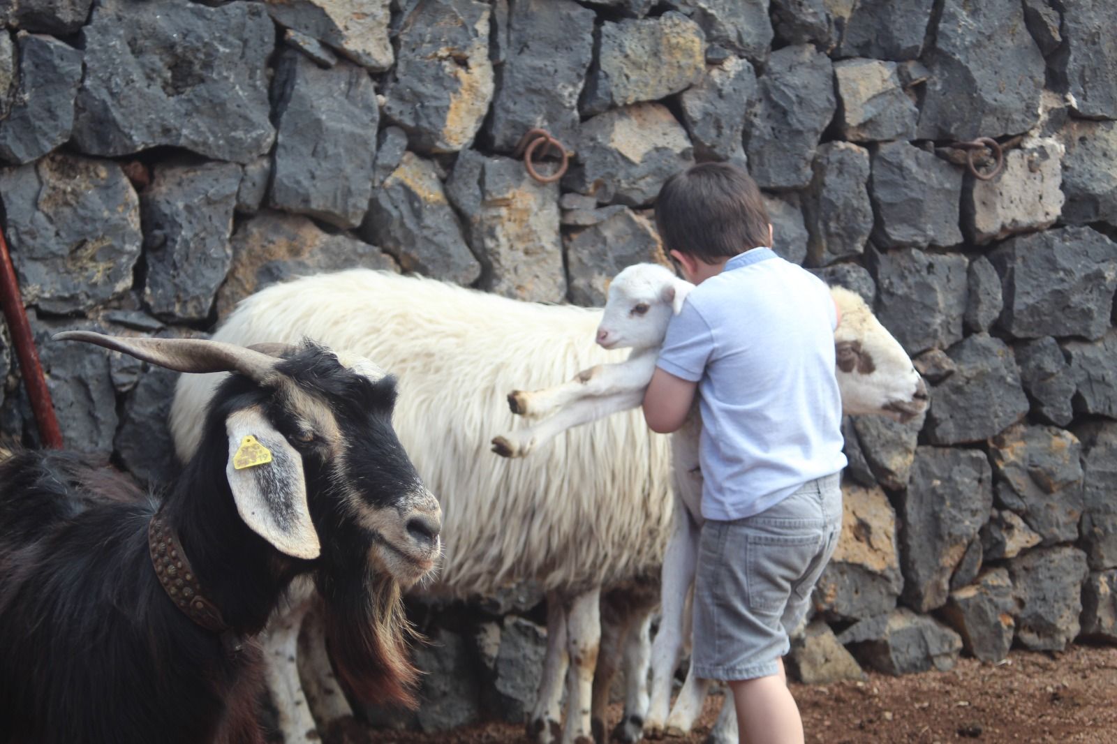 Romería de San Antonio Abad, en La Matanza