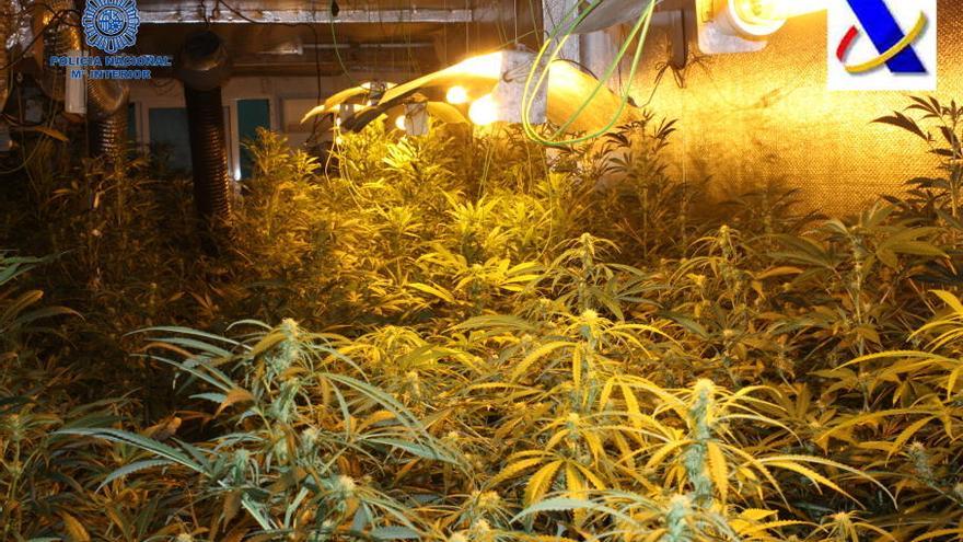 Cuatro detenidos con más de 450 plantas de marihuana en Establiments