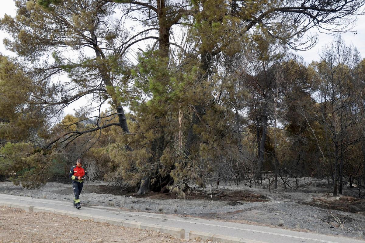Las primeras imágenes del Saler tras el devastador incendio en la Devesa