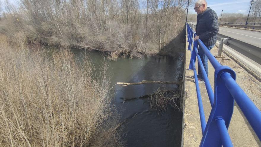 El alcalde de Santa Cristina, Salvador Domínguez, observa el estado del río Órbigo. La Confederación Hidrográfica del Duero solo autoriza la retirada del arbolado muerto o caído.