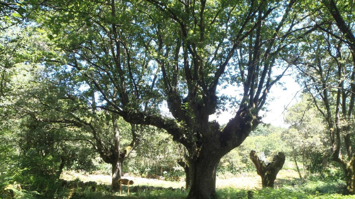 El roble catalogado como Árbore Senlleira por la Xunta en noviembre. | FDV