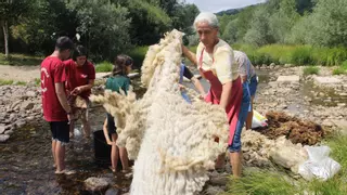 Porto canta y carda lana