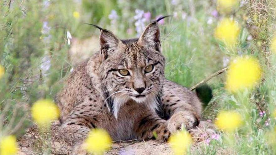 Extremadura destina 58.000 euros para el seguimiento de linces reintroducidos