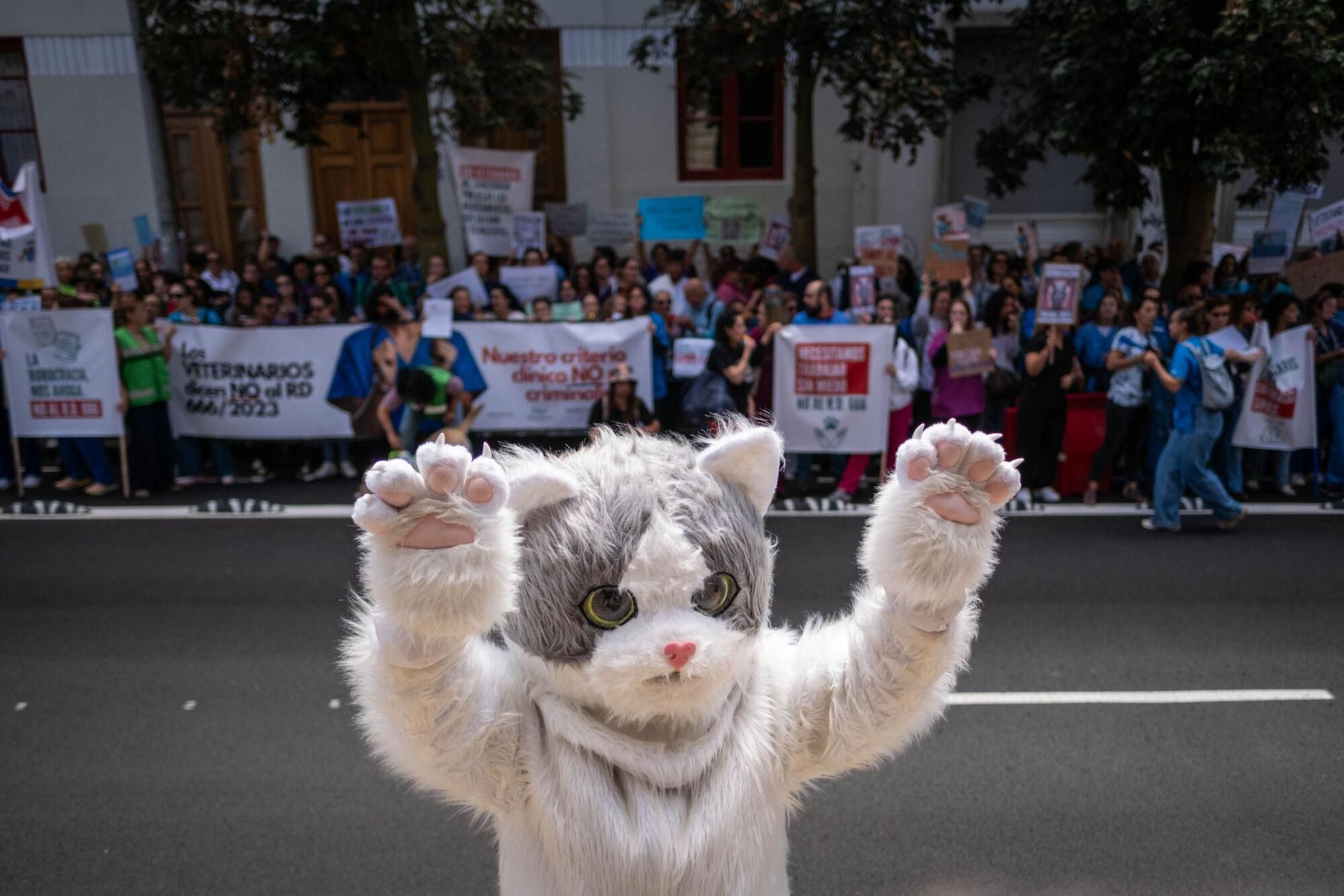 Los veterinarios  de Tenerife se manifiestan contra el decreto que les impide suministrar antibióticos a las mascotas.