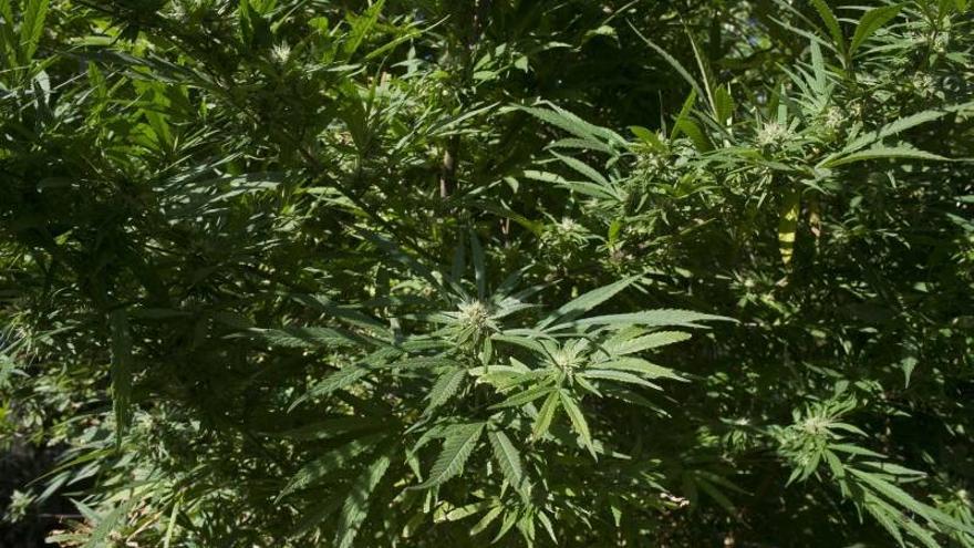 Un gramo legal de marihuana costará 65 céntimos de euro en Uruguay