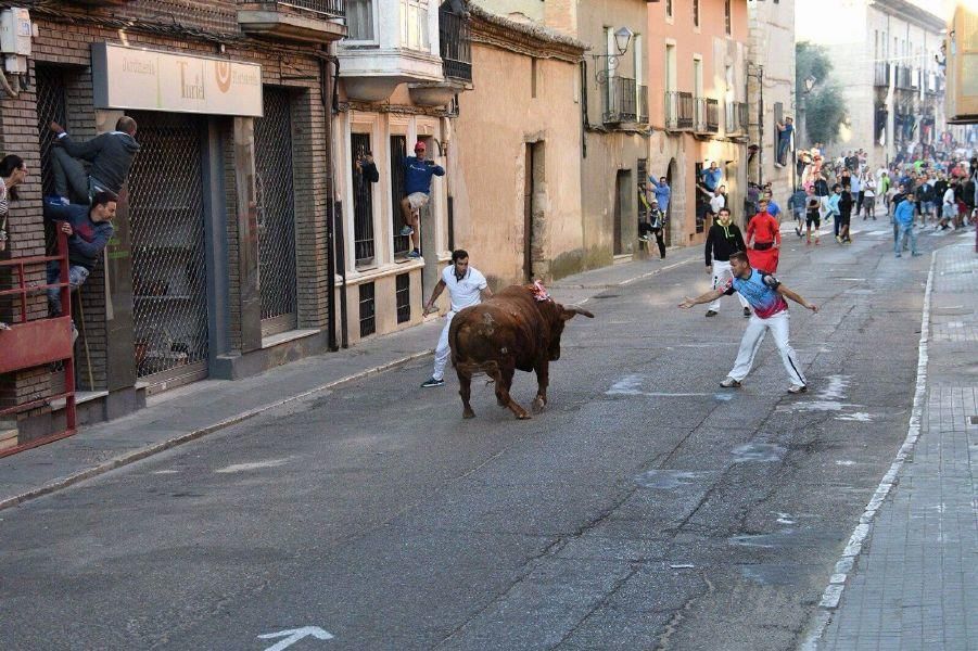 Fiestas en Toro | Becerrada de las peñas