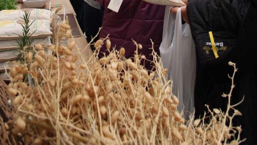 Plantas de garbanzos en una feria de agricultura ecológica.